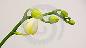 Beautiful magnolia flower bud on white background