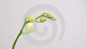 Beautiful magnolia flower bud on white background