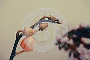 Beautiful magnolia flower bud on white background