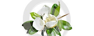 Beautiful magnolia flower bud on white background. Spring summer concept with white magnolia blossom. selective focus, copy space