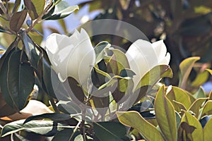 Beautiful Magnolia Flowering
