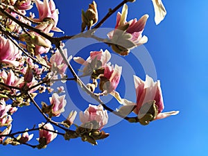 Beautiful magnolia flowers. Abundant spring flowering trees. Clear blue sky in the background. Postcard. Magnolia tree blossom