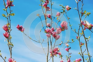 Beautiful magnolia flowers against the blue sky.