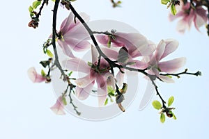 Beautiful magnolia flowers. Blooming magnolia tree in the spring