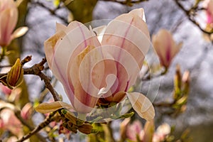 Beautiful magnolia flowers. Blooming magnolia tree in the spring. Selective focus