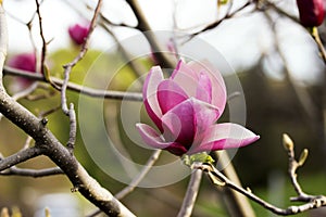 Beautiful magnolia flowers. Blooming magnolia tree in the spring. Selective focus.