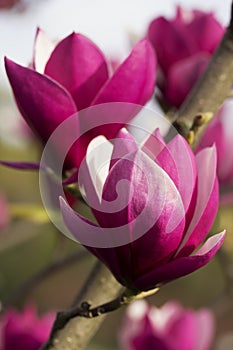 Beautiful magnolia flowers. Blooming magnolia tree in the spring. Selective focus.
