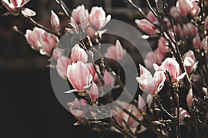 Beautiful magnolia flowers on dark background, mood springtime