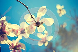 Beautiful magnolia flowers. Selective focus