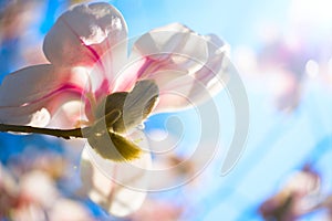 Beautiful magnolia flowers. Selective focus