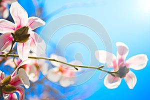 Beautiful magnolia flowers. Selective focus