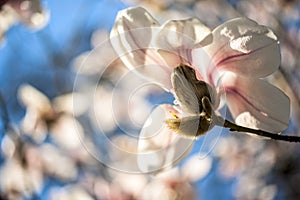 Beautiful magnolia flowers. Selective focus