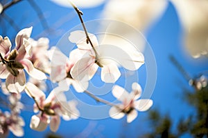 Beautiful magnolia flowers. Selective focus