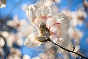 Beautiful magnolia flowers. Selective focus