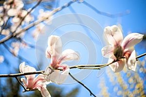 Beautiful magnolia flowers. Selective focus