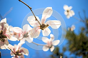 Beautiful magnolia flowers. Selective focus