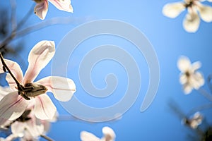 Beautiful magnolia flowers. Selective focus