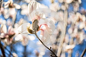 Beautiful magnolia flowers. Selective focus