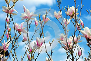 Beautiful magnolia flowers in the spring Blue sky background