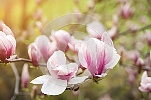 Beautiful magnolia flowers in spring , floral background