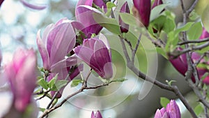 Beautiful Magnolia flowers springtime blossom