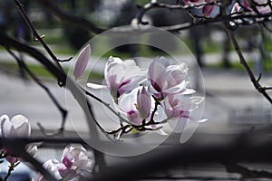 Beautiful magnolia in the garden creates a good mood