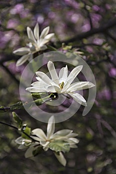 Beautiful magnolia in the garden creates a good mood