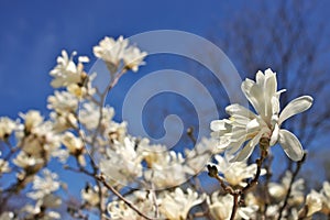 Beautiful Magnolia X Loebneri Encore Flowers Blossoms Against Deep Blue Sky