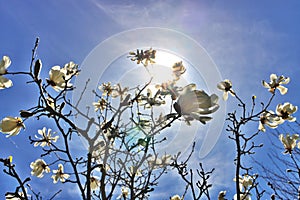 Beautiful Magnolia X Loebneri Encore Flowers Blossoms Against Deep Blue Sky