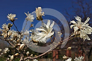 Beautiful Magnolia X Loebneri Encore Flowers Blossoms Against Deep Blue Sky