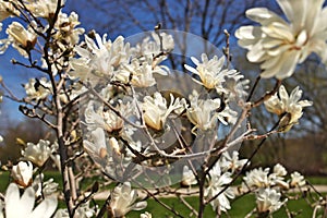Beautiful Magnolia X Loebneri Encore Flowers Blossoms Against Deep Blue Sky