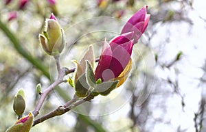 Outdoor shot. Beautiful magnolia (Magnolia liliiflora) blossoms. photo