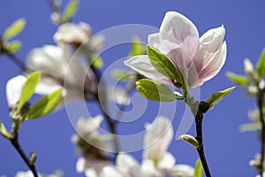 Beautiful Magnolia Magnolie, Magnoliaceae.