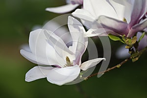 Beautiful Magnolia Magnolie, Magnoliaceae, LÃ¼neburg Heath.