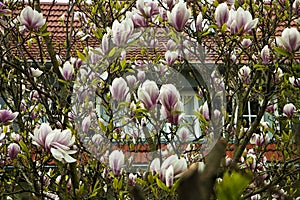 Beautiful magnolia x soulangeana flowering tree in the garden