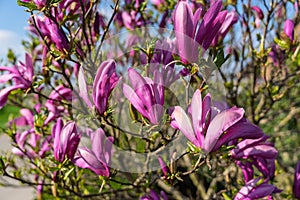 Beautiful Magnolia Stellata