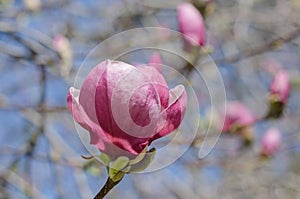 Beautiful magnolia tree blossoms in springtime. Bright magnolia flower against blue sky. Romantic floral backdrop