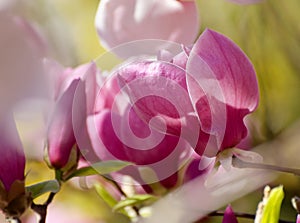 Beautiful magnolia tree blossoms in springtime. Bright magnolia flower against blue sky. Romantic floral backdrop