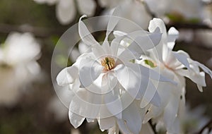 Beautiful magnolia tree blossoms in springtime. Gentle white magnolia flower against sunset light.