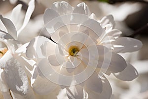 Beautiful magnolia tree blossoms in springtime. Gentle white magnolia flower against sunset light.