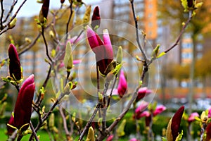 Beautiful magnolia tree blossoms in springtime. Jentle Chinese red magnolia flower, floral background