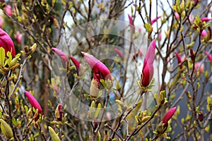 Beautiful magnolia tree blossoms in springtime. Jentle Chinese red magnolia flower, floral background