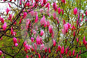 Beautiful magnolia tree blossoms in springtime. Jentle Chinese red magnolia flower, floral background