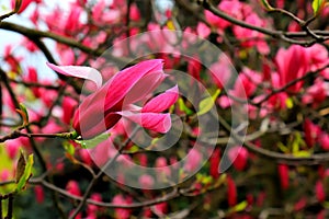 Beautiful magnolia tree blossoms in springtime. Jentle Chinese red magnolia flower, floral background