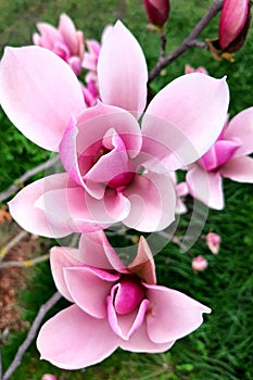 Beautiful magnolia tree blossoms in springtime. Jentle Chinese red magnolia flower, floral background