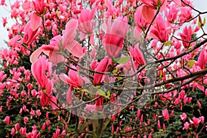 Beautiful magnolia tree blossoms in springtime. Jentle Chinese red magnolia flower, floral background