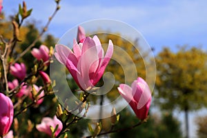 Beautiful magnolia tree blossoms in springtime. Jentle Chinese red magnolia flower, floral background