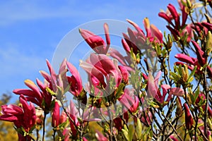 Beautiful magnolia tree blossoms in springtime. Jentle Chinese red magnolia flower, floral background