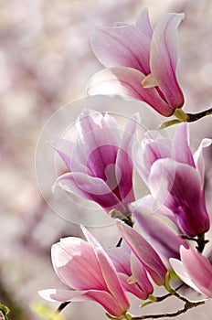 Beautiful magnolia tree blossoms in springtime. Jentle magnolia flower against sunset light