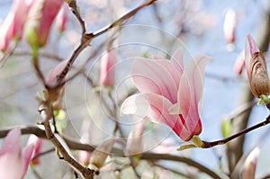 Beautiful magnolia tree blossoms in springtime. Jentle magnolia flower against sunset light